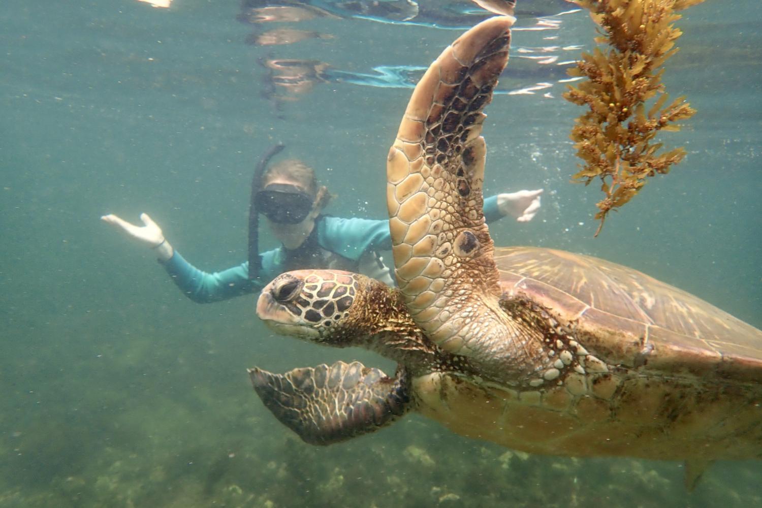 一名<a href='http://znhb.ngskmc-eis.net'>bv伟德ios下载</a>学生在Galápagos群岛游学途中与一只巨龟游泳.